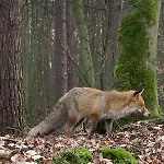 Holiday home Refugium Im Wald *