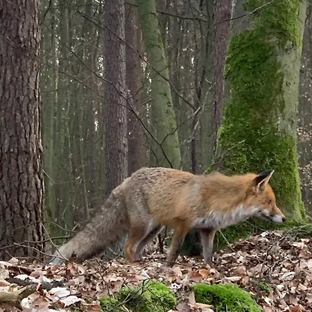 Nyaraló Refugium Im Wald *